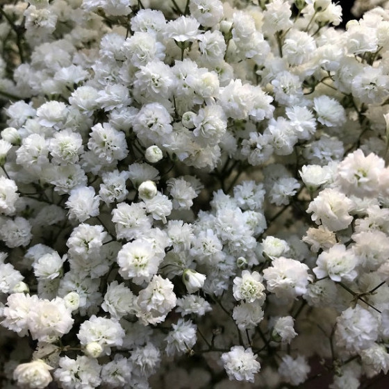 Gypsophile white