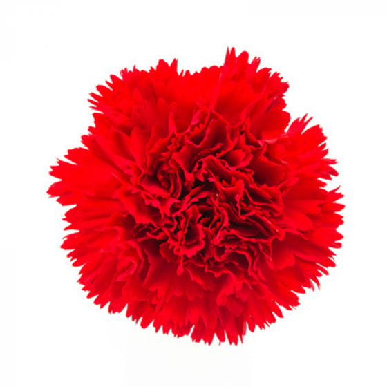 Red Carnation