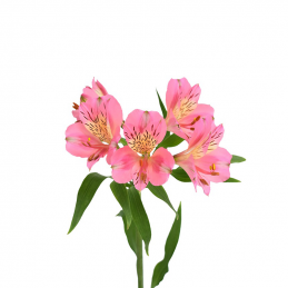 PINK ALSTROEMERIA