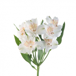 WHITE ALSTROEMERIA