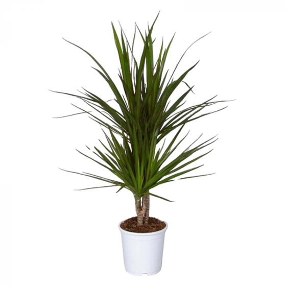 Dracena Marguinata 2pp