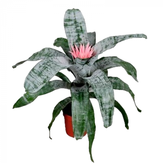 Aechmea primera