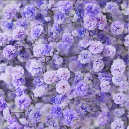 Gypsophile Light Purple