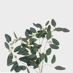 Eucalyptus Polyanthemos