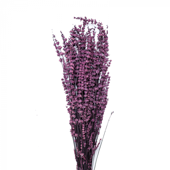 Lavandula