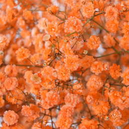 copy of Gypsophile Orange