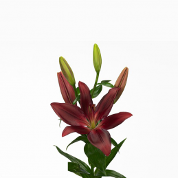 LILIUM ASIATIC RED